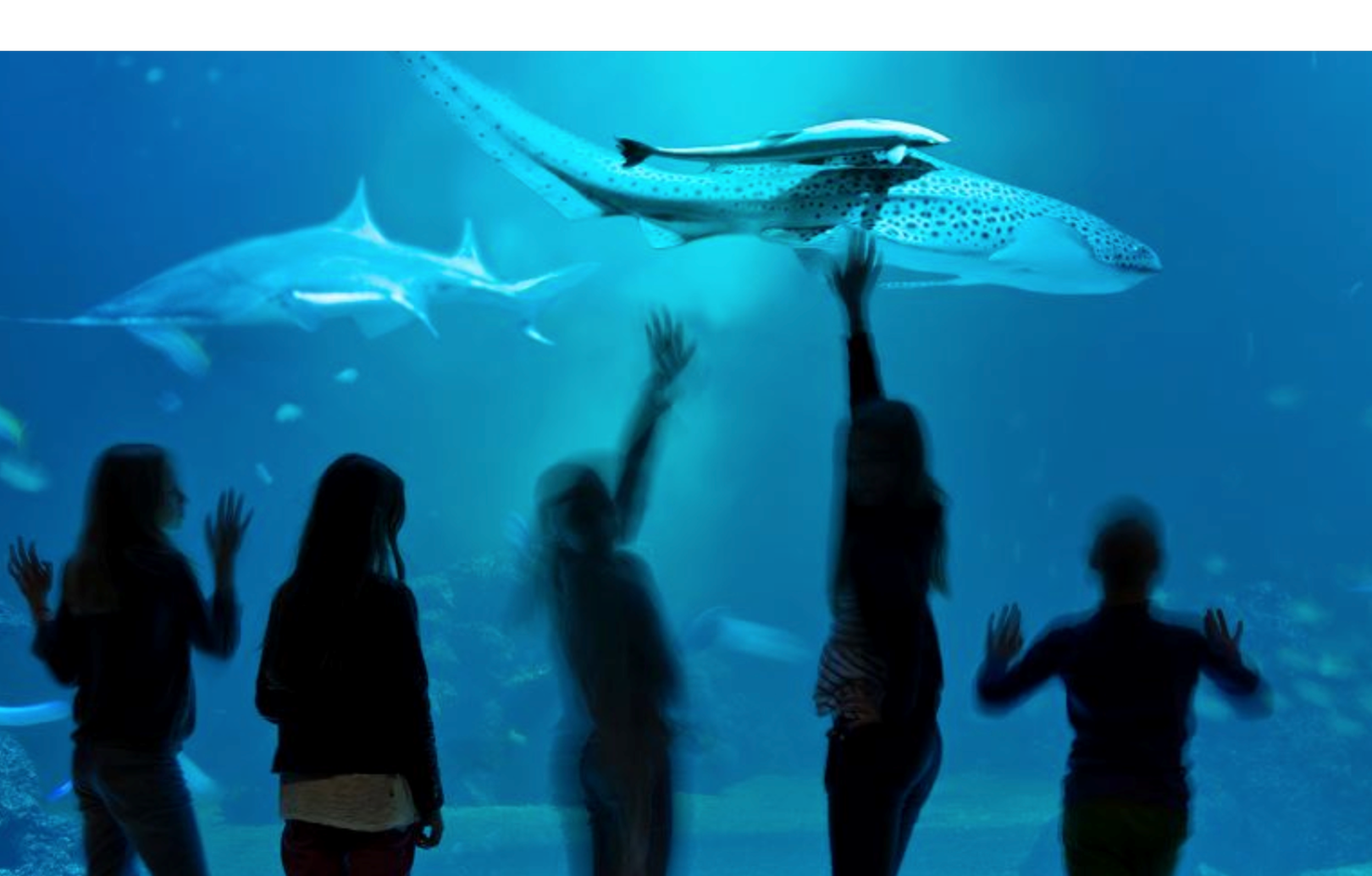 Barn framför stort akvarium med hajar