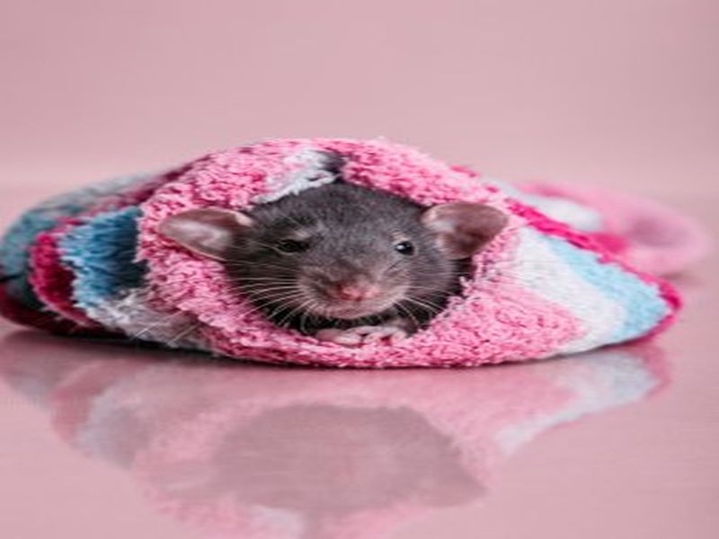 Rat Prevention Essentials: Pest Control Wisdom post thumbnail image