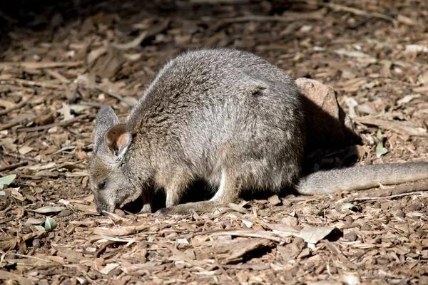 Reliable Rodent Solutions for Sydney