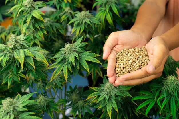 Elevate Your Grow: The Best Cannabis Seeds on the Market