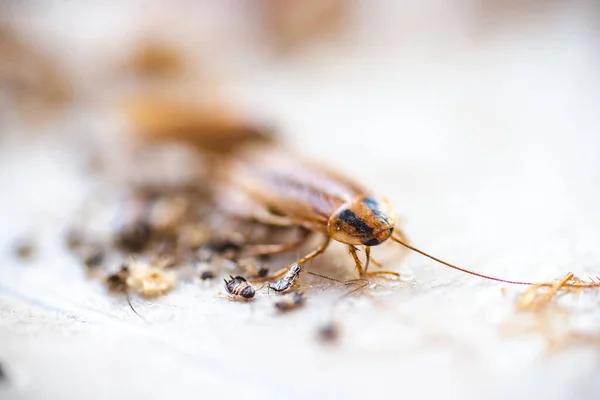 Termite Control Sydney: Expert Strategies for Long-Term Protection